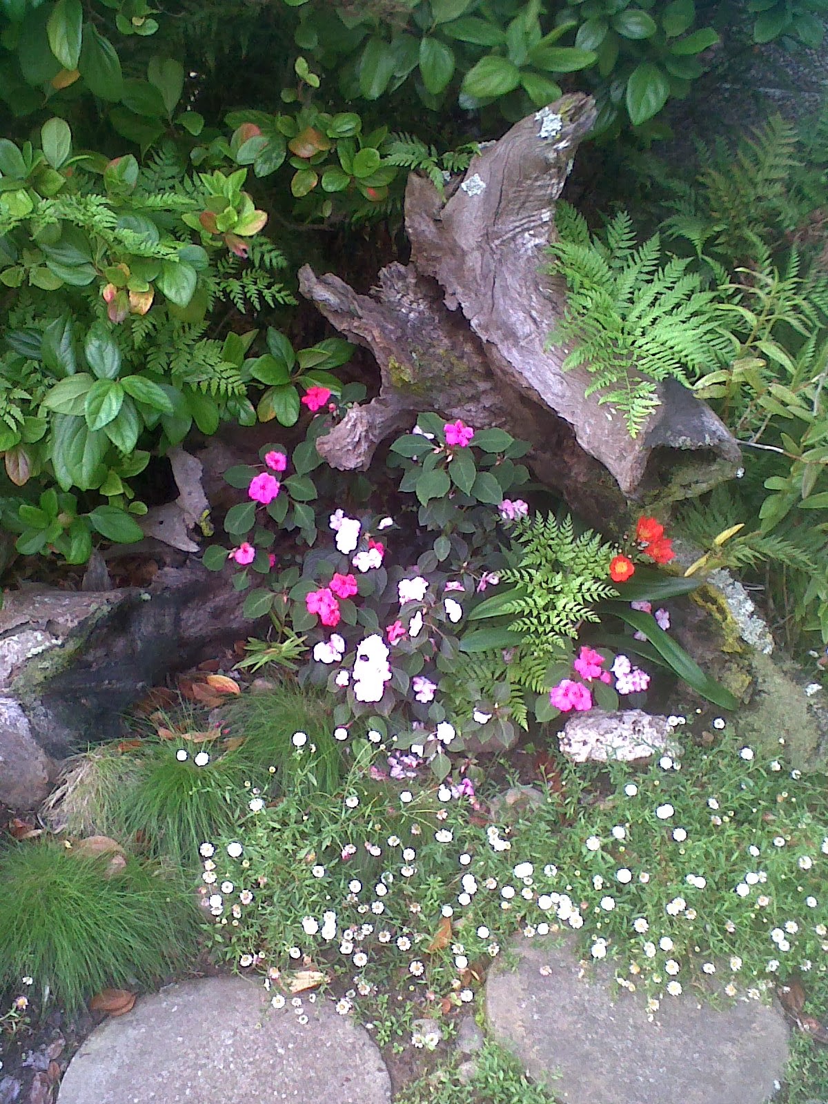 Urban Garden and Backyard Farming, South Africa Favourite Corner