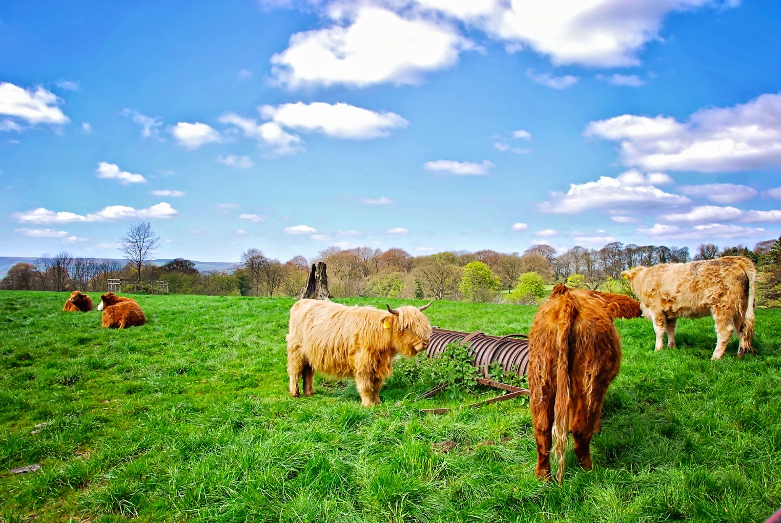 Sheffield Walks Graves Park The Travelling Kind