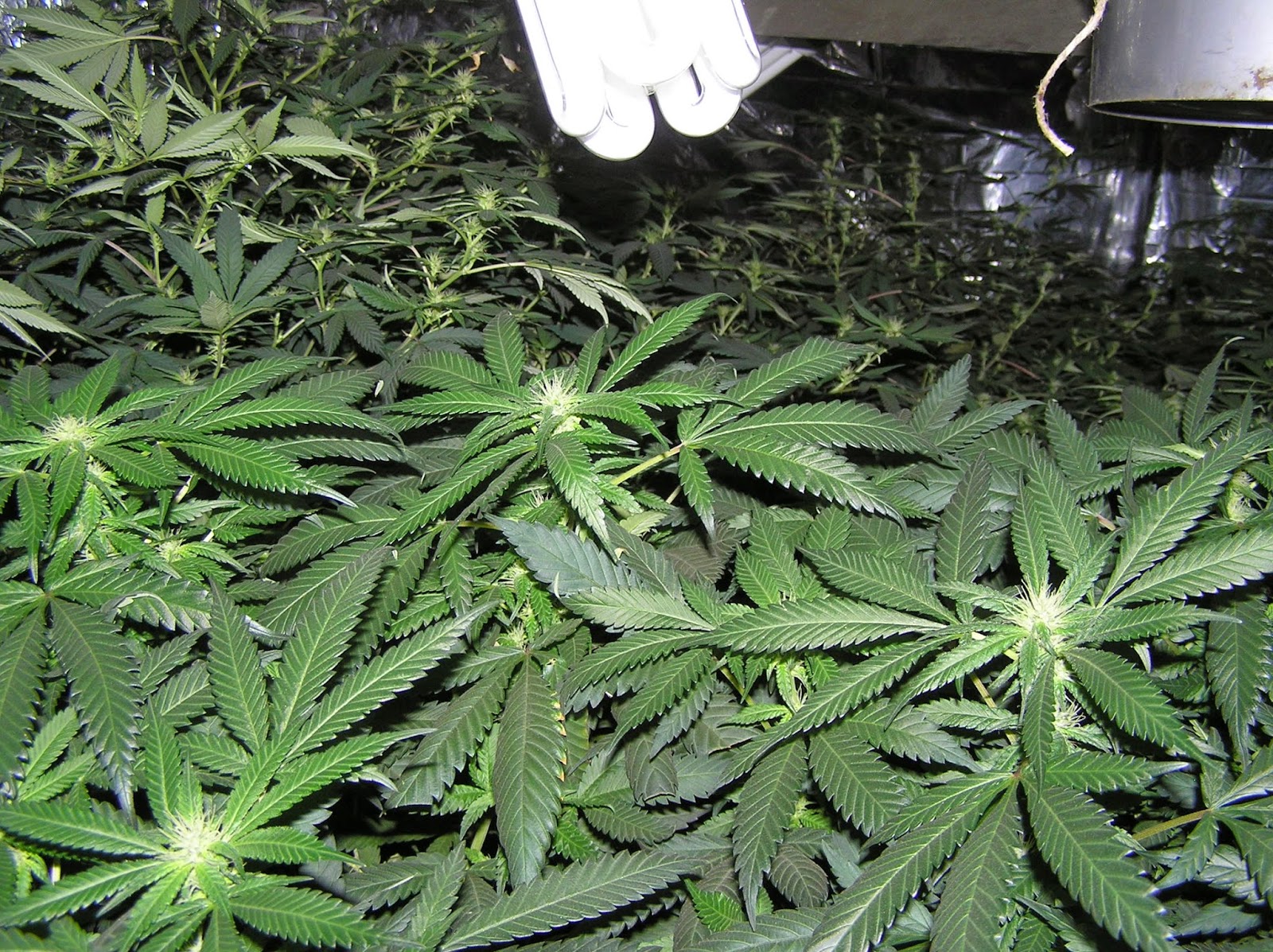 Grow Lights for Stealth and Indoor Growing! Super Powerful Grow Lights