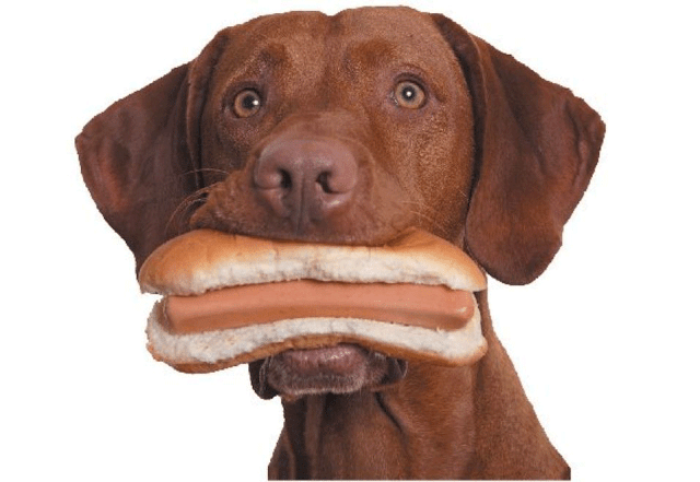 Can Dogs Eat Hot Dogs? Is Hot Dogs Safe For Dogs?