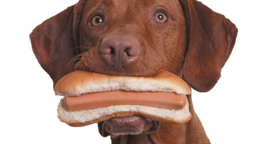Can Dogs Eat Hot Dogs? Is Hot Dogs Safe For Dogs?