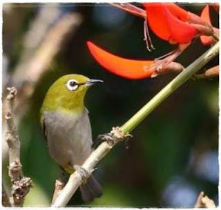 burung peliharaan jenis pleci