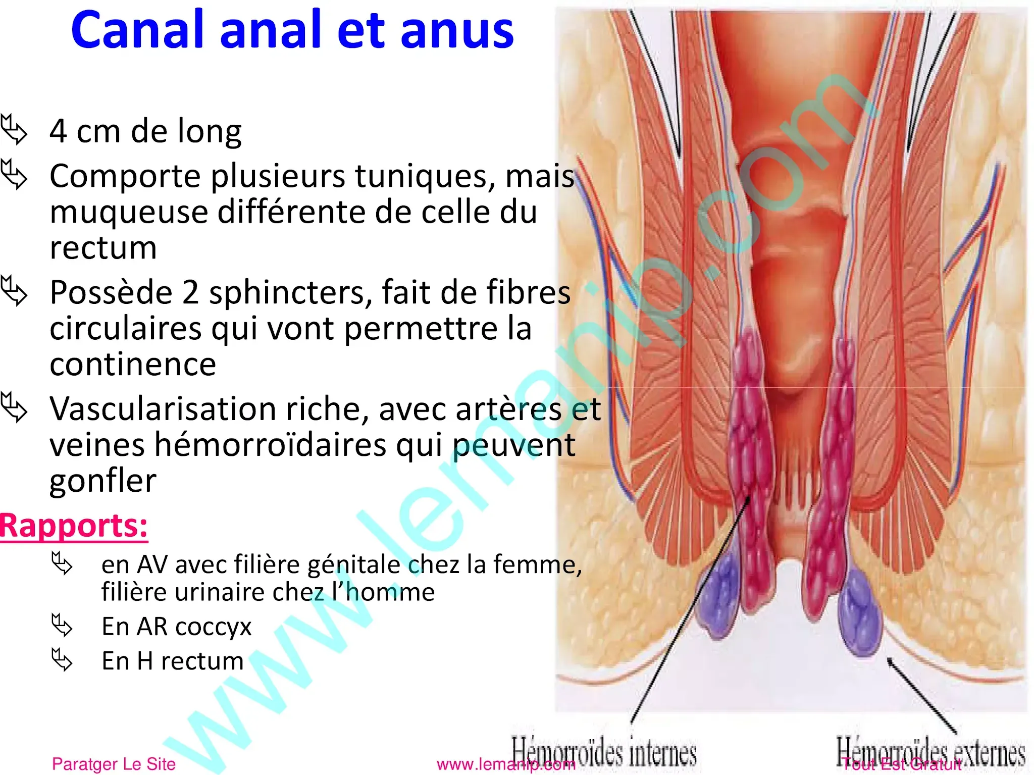 Canal anal et anus