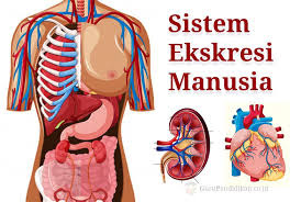 sistem ekskresi pada manusia