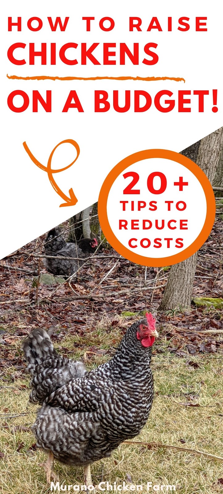 How to raise chickens cheaply Murano Chicken Farm
