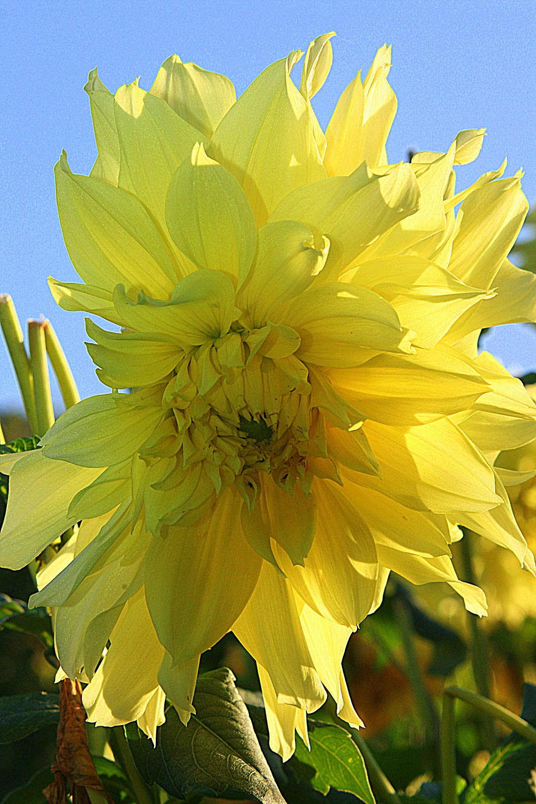 American Mom in Bordeaux: A Few Photos...Jardin des Plantes, Paris