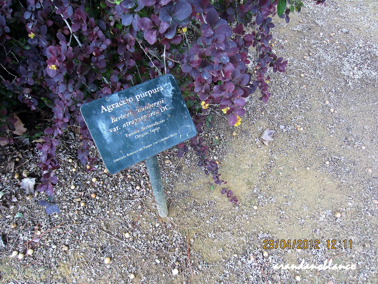 Var Atropurpurea Photos Var Atropurpurea Images Alamy