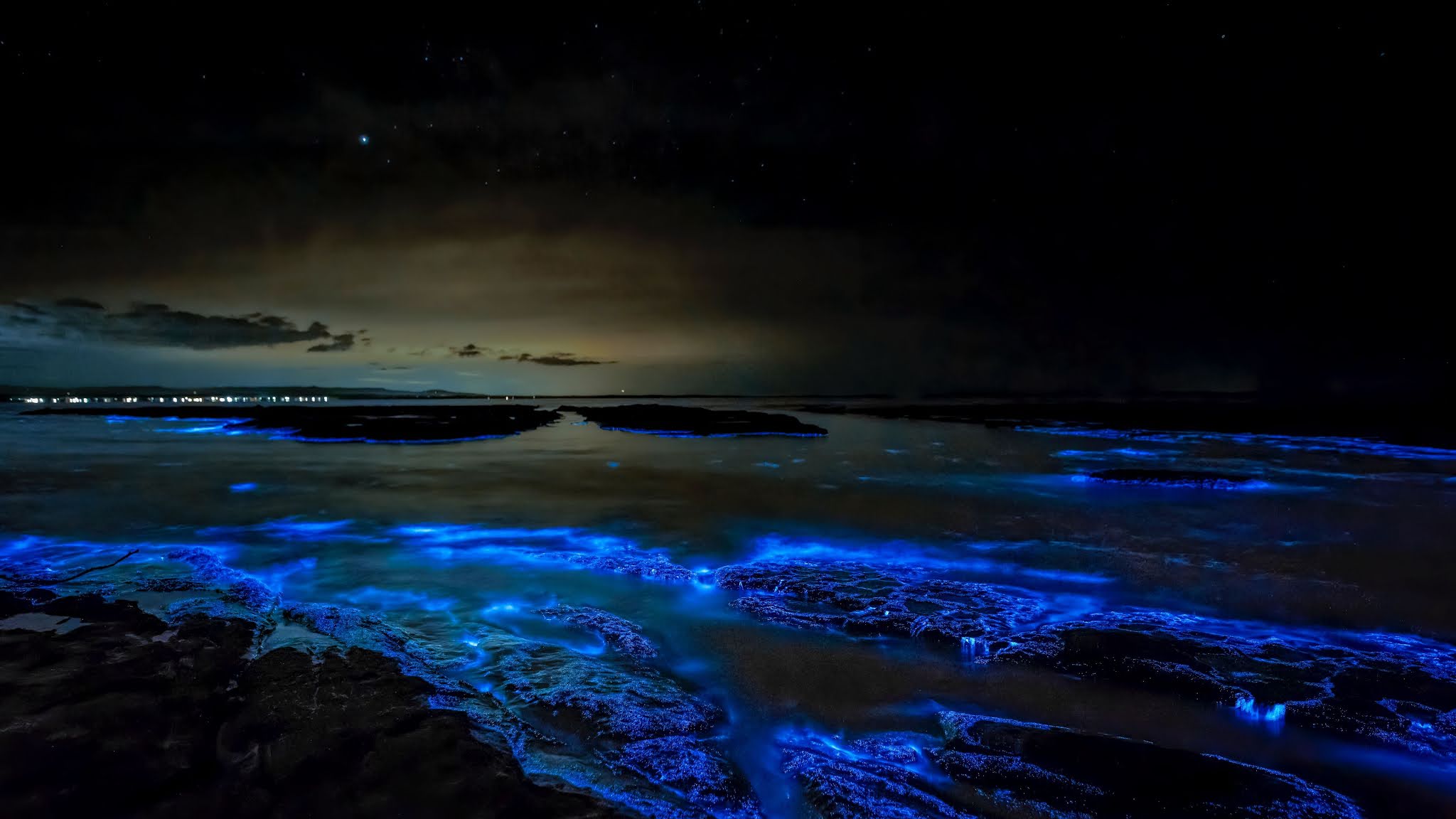 Stunning Fluorescent Blue Sea Algae