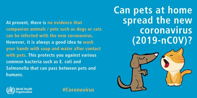 congatos coronavirus perros gatos covid19