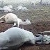 Raio mata 14 cabeças de gado na Bahia