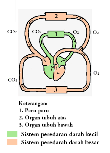 Sistem Peredaran Darah Ganda