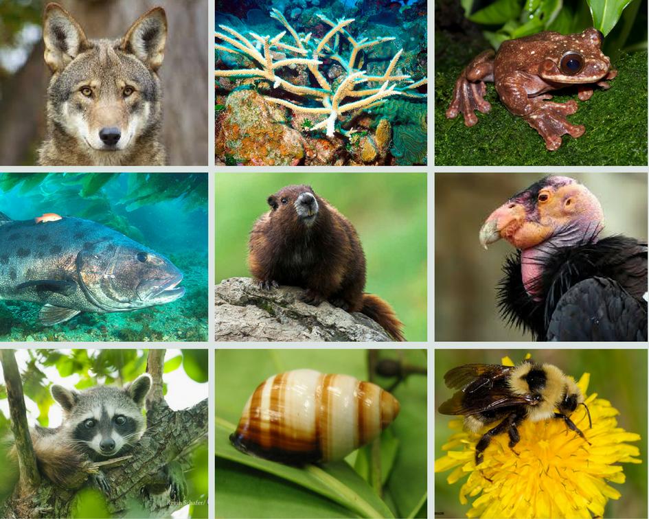 Las Especies En Peligro De Extinción En Los Estados Unidos Medio Ambiente