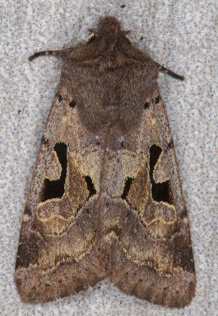 Hebrew Character, Orthosia gothica. In my light trap in Crowborough on 11 March 2018. Hebrew Character, Orthosia gothica. In my light trap in Crowborough on 11 March 2018.