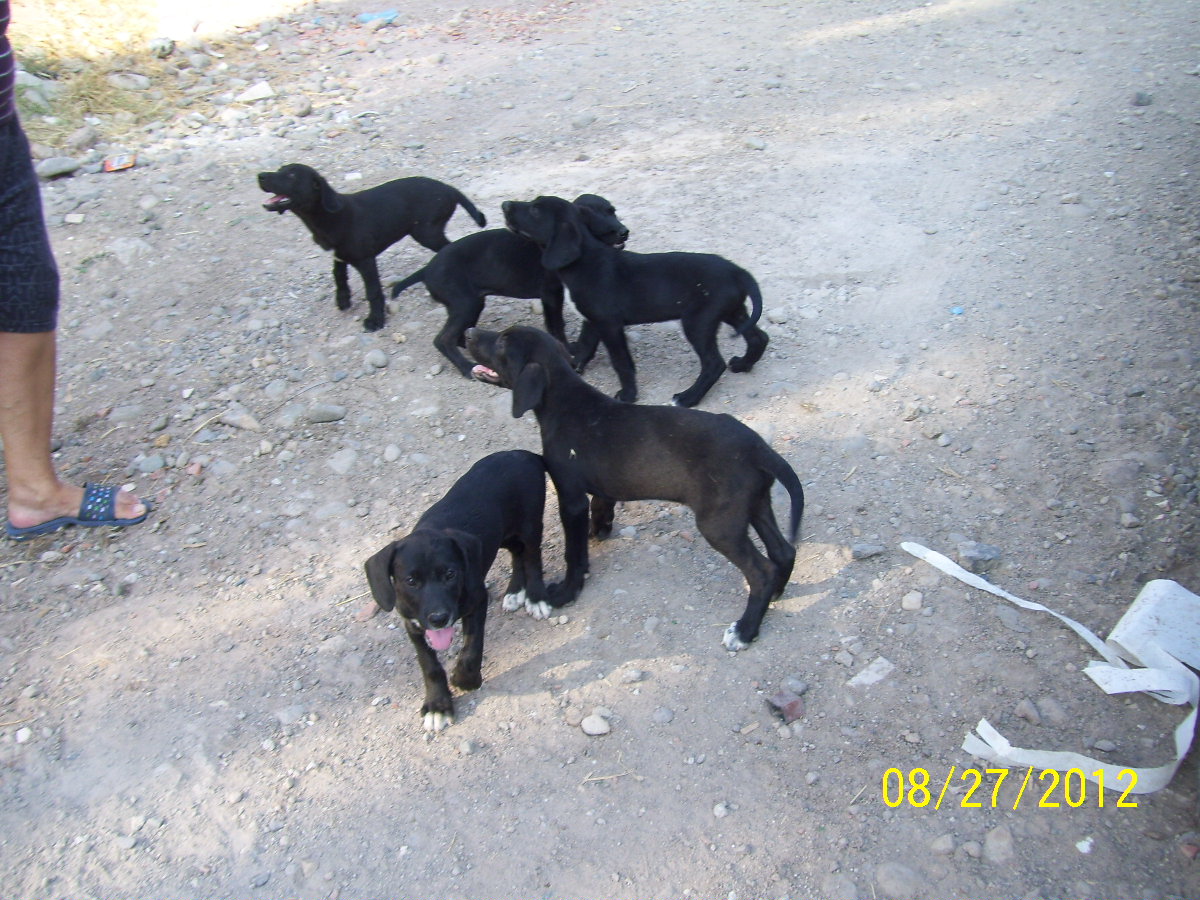 &quot;Bir kap su, bir kap yemek!&quot; İzmir Dikili Köpek Barınağı�nda Yuva