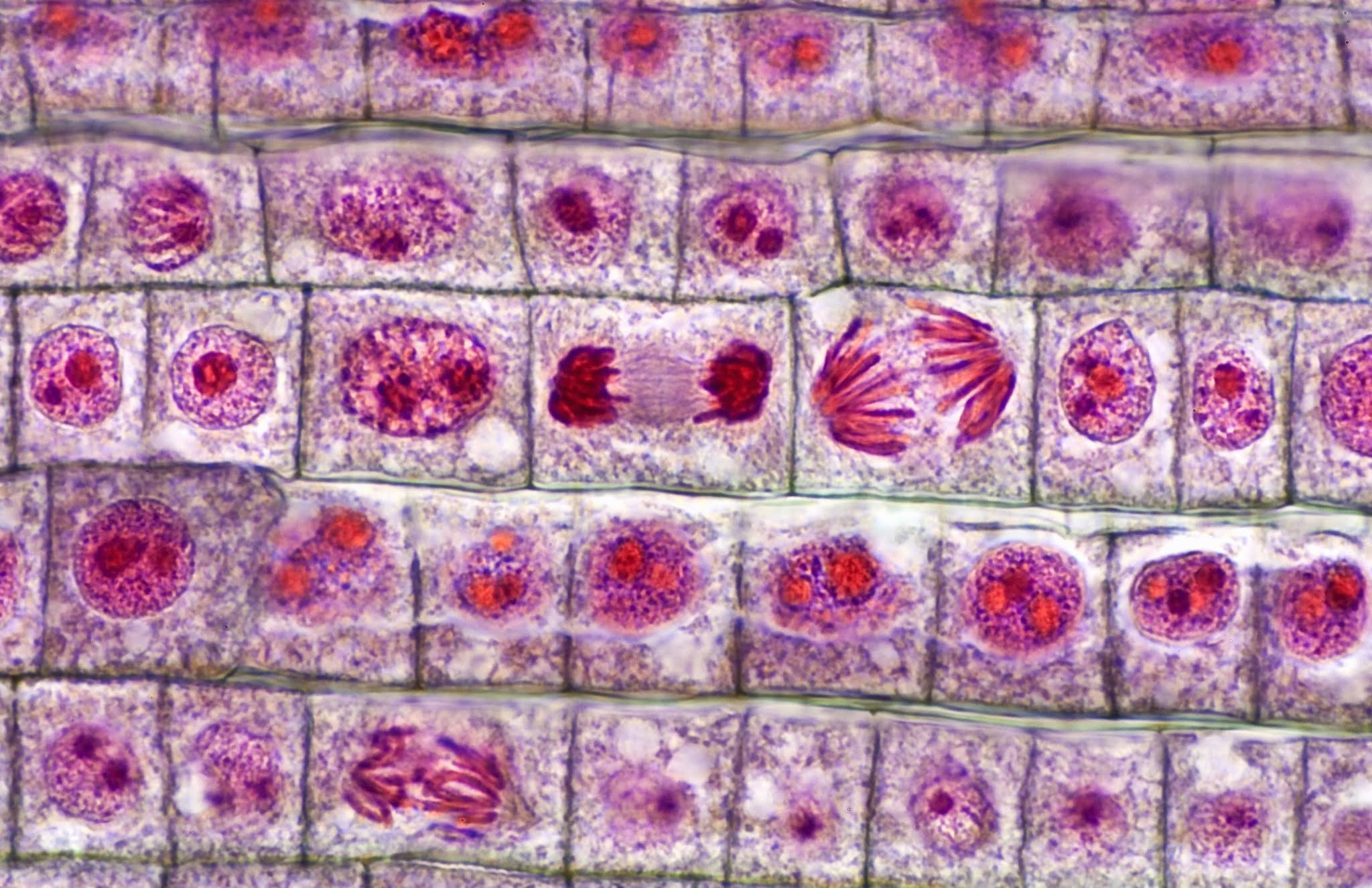 taller de biologia observación de la mitosis en las células vegetales