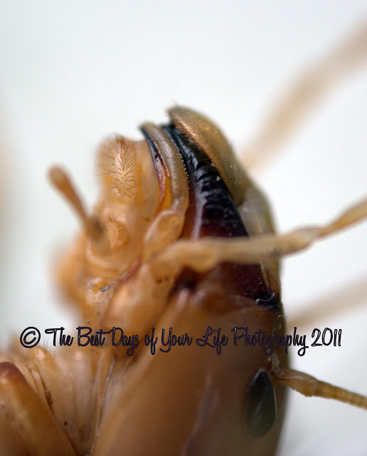The Best Days of Your Life's Blog Potato Bug