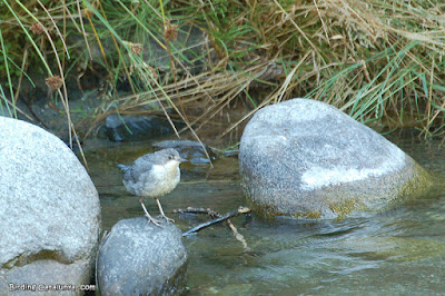 Merla d'aigua (Cinclus cinclus)