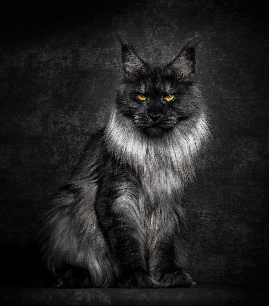 65 Breathtaking Pictures Of Maine Coons, The Largest Cats In The World