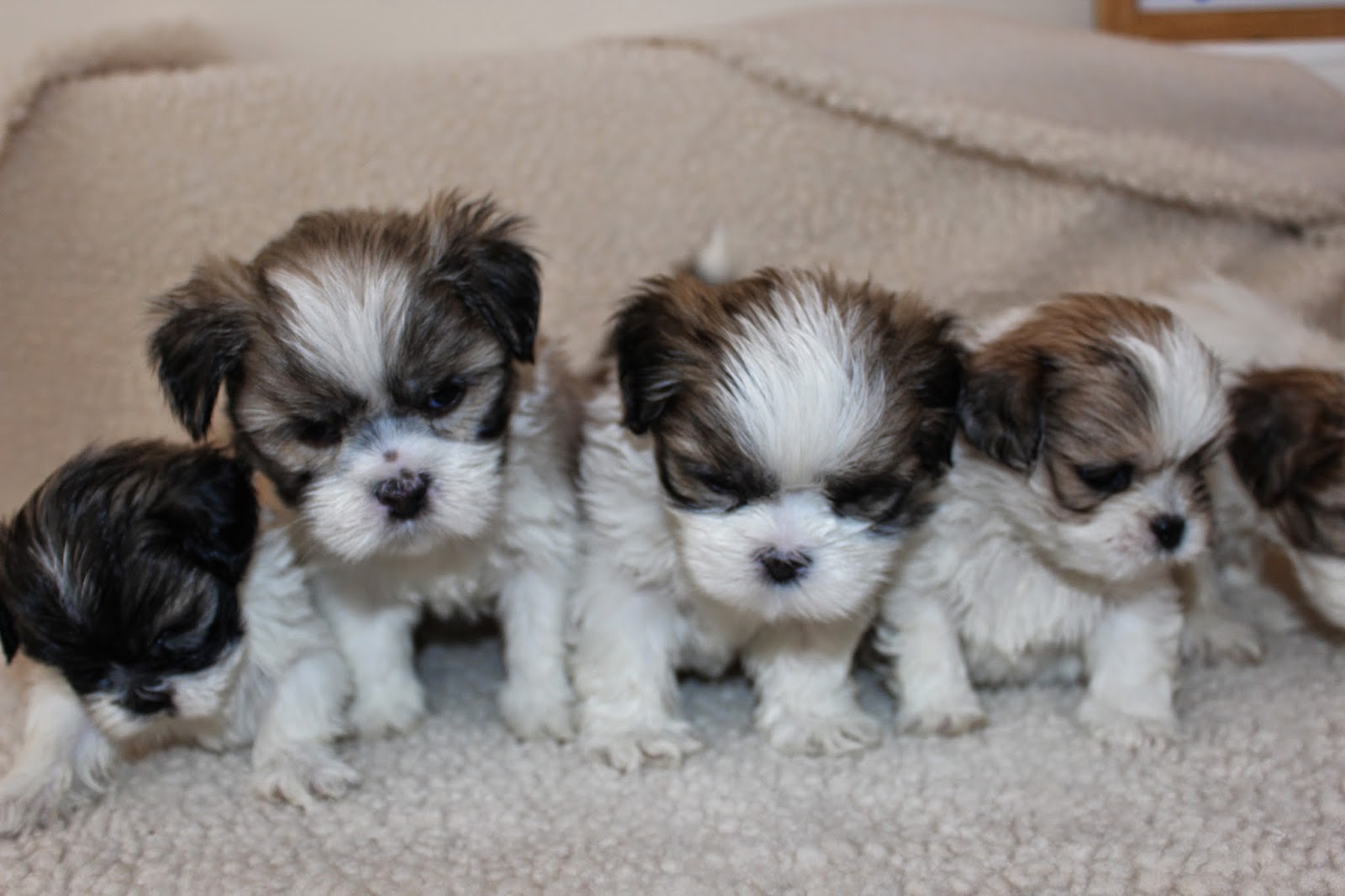 Lhasa Apso Penny's Pups from birth to new homes cute lhasa apso