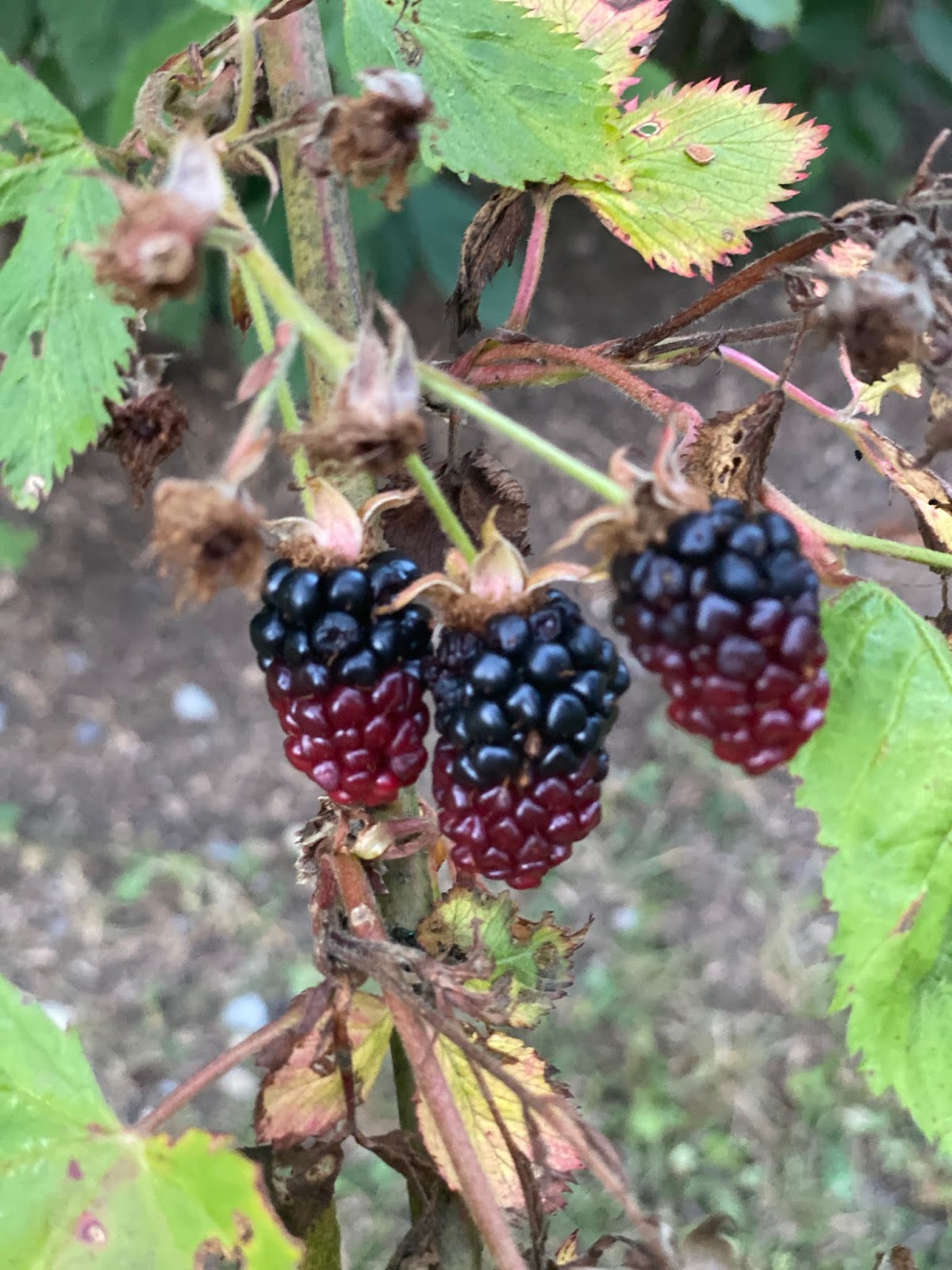Blackberry Season Begins
