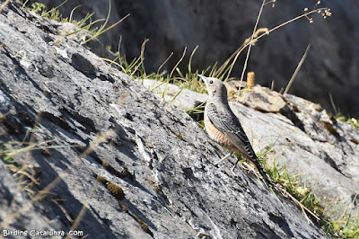 Femella de merla roquera (Monticola saxatilis)