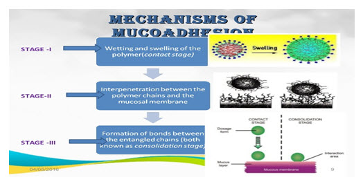 Fig. 4: Stages of Mucoadhesion
