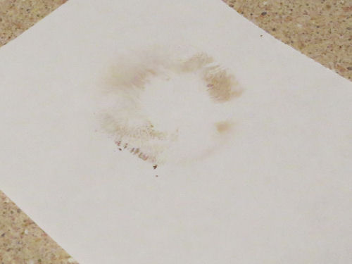 butter foot bolete spore print