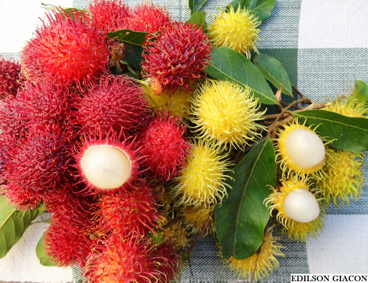 Comidas exóticas: as iguarias mais diferentes do Brasil e do mundo