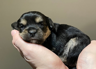 Shorkie Puppy