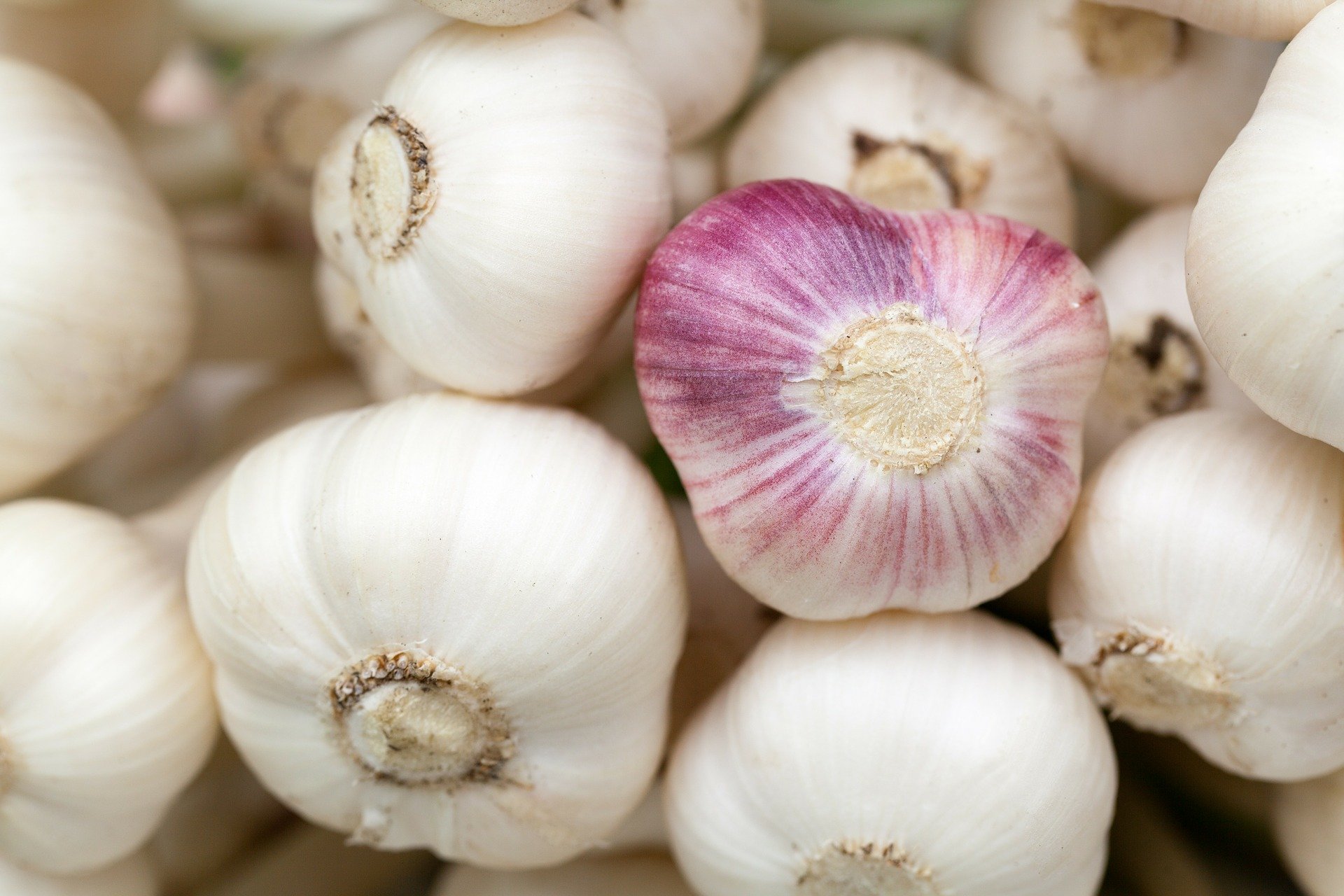 A Few Quick Tips on Planting Garlic