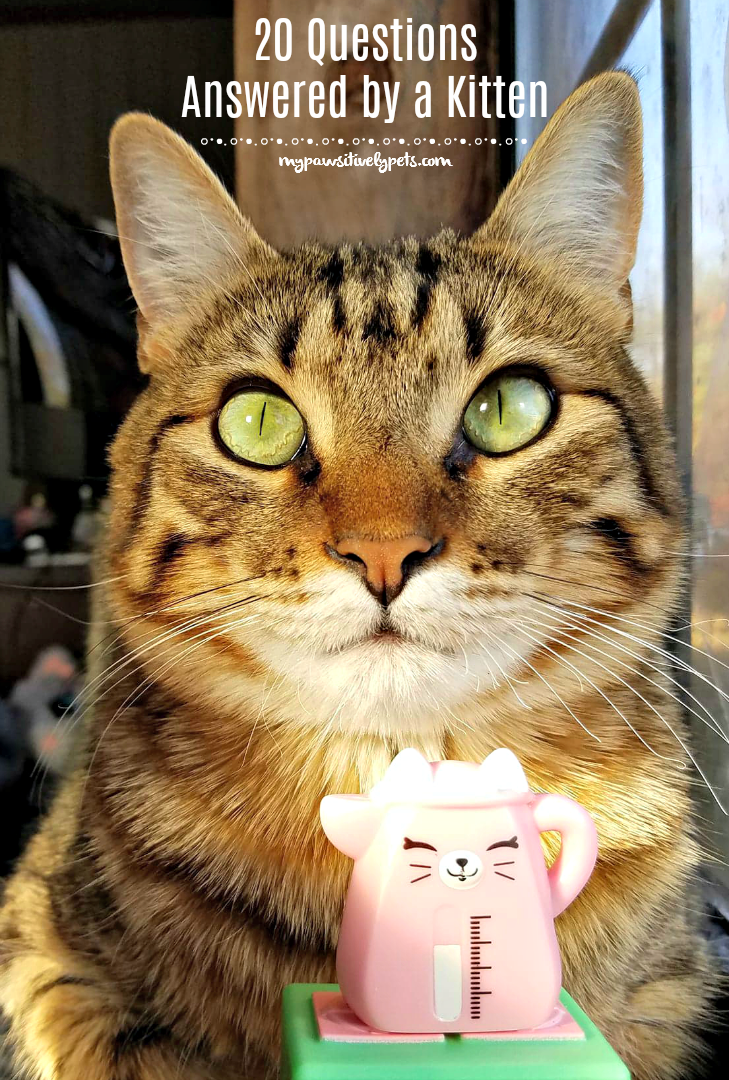 20 Questions Answered by a Kitten Pawsitively Pets