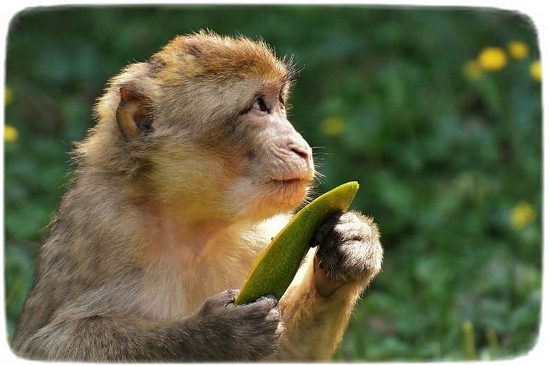 Sakadang Kuya Sakadang Monyet Ngala Nangka Lebak Wangi