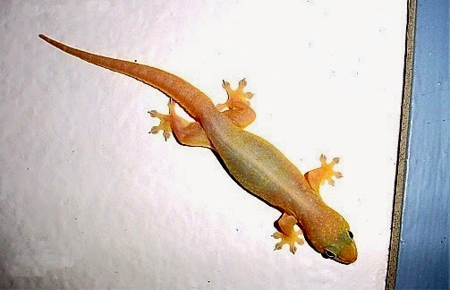 Gambar Cicak | Dunia Binatang