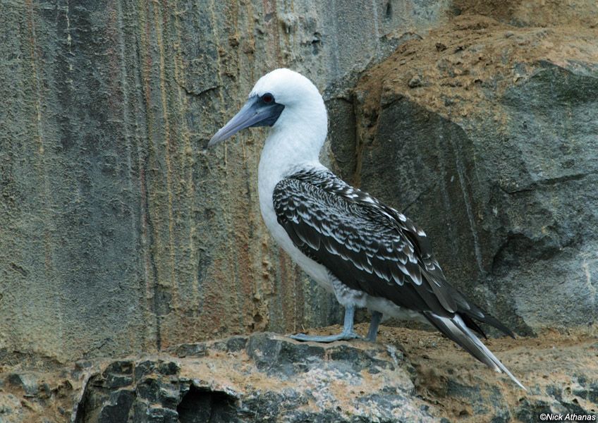 PLAAN Aves Guaneras del Perú