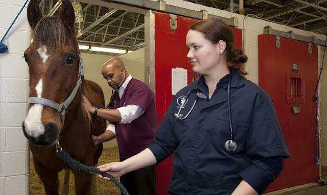 The Right Questions to Ask in Order to Find the Best Pet Health Insurance