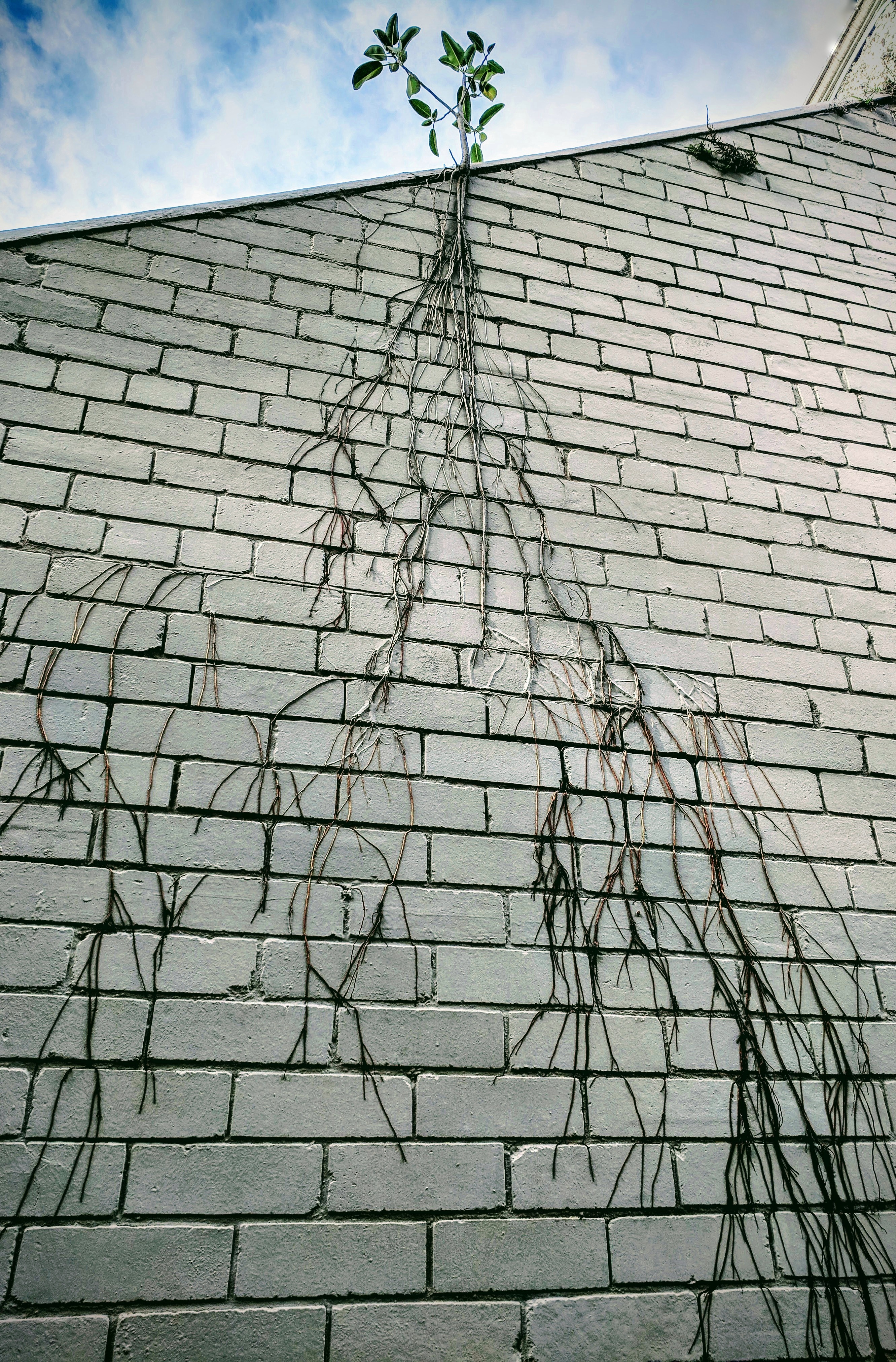 Plant and its roots on the side of a house