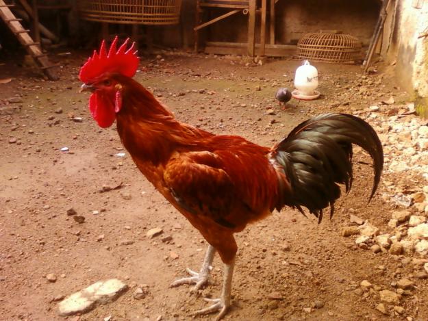 Jual Ayam Pelung Bandung Jual Ayam Pelung Bandung