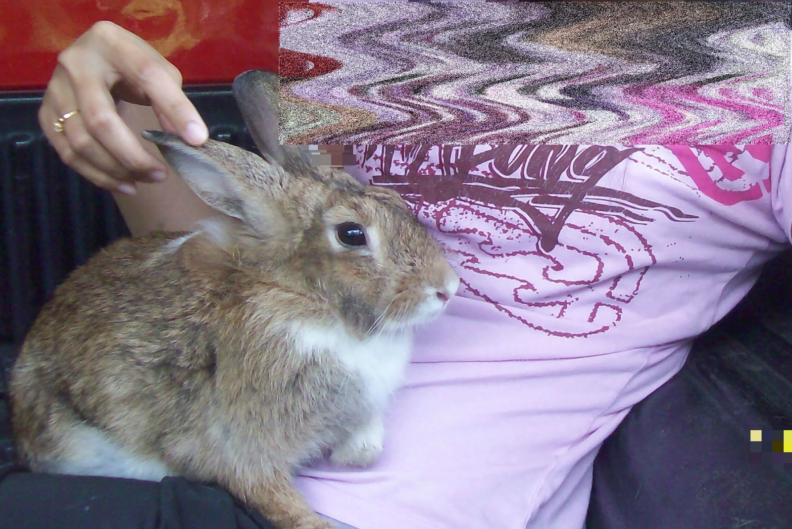 zeera lily: Chiki my beloved wabbit