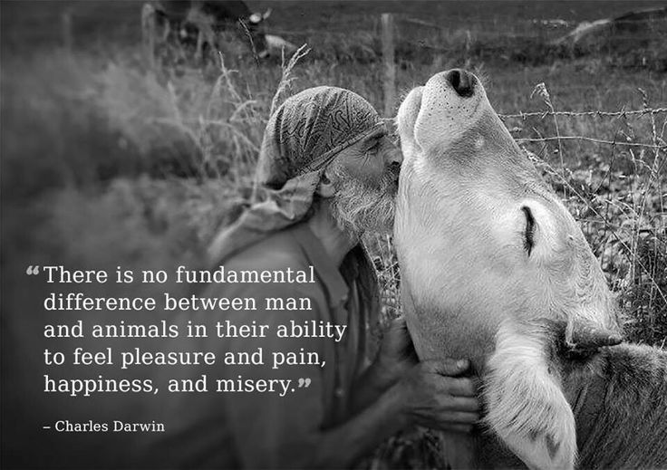 ANIMALS-NATURE-HUMAN BEINGS: What is difference between human-being and animal?