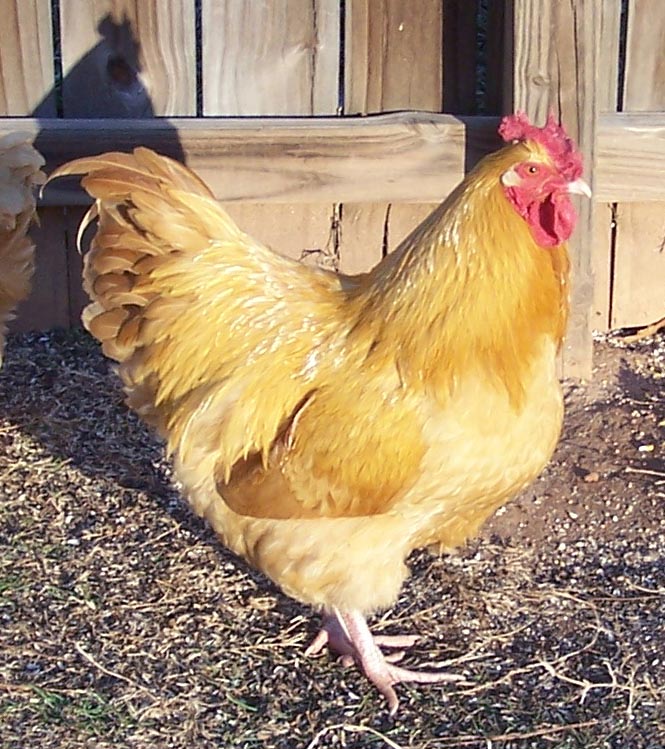 Life With Little Sprouts Farm FINALLY! Chickens available now in the online store for