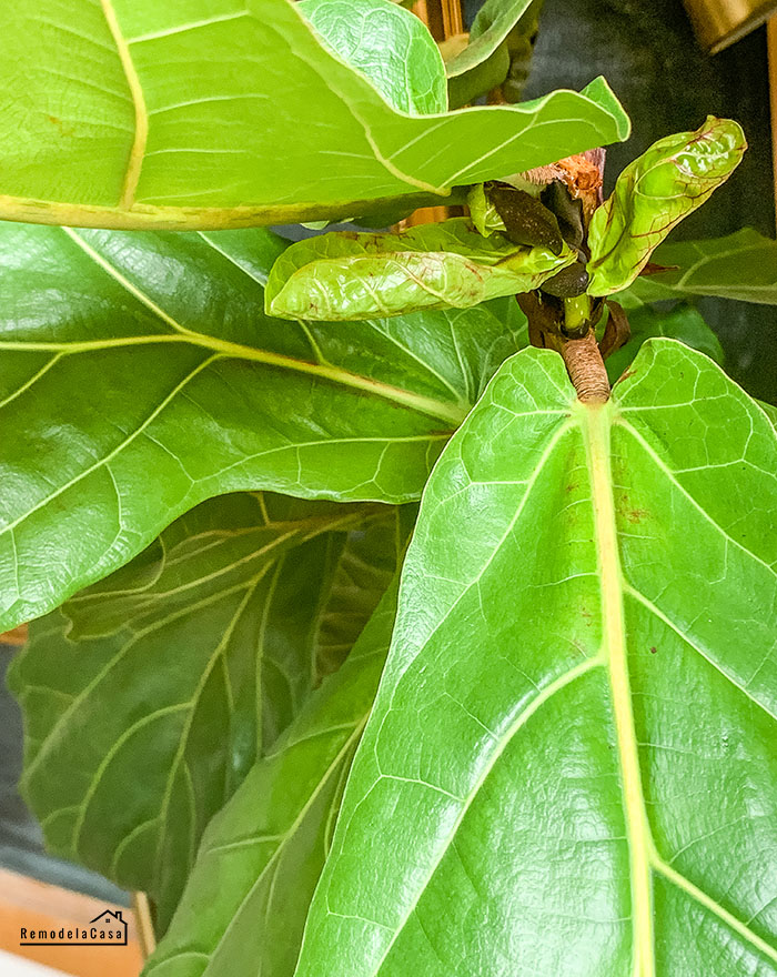 how to trim a fiddle leaf fig