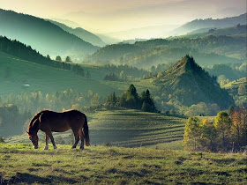 Animals - Shoot at Correct Time Seen On www.coolpicturegallery.us