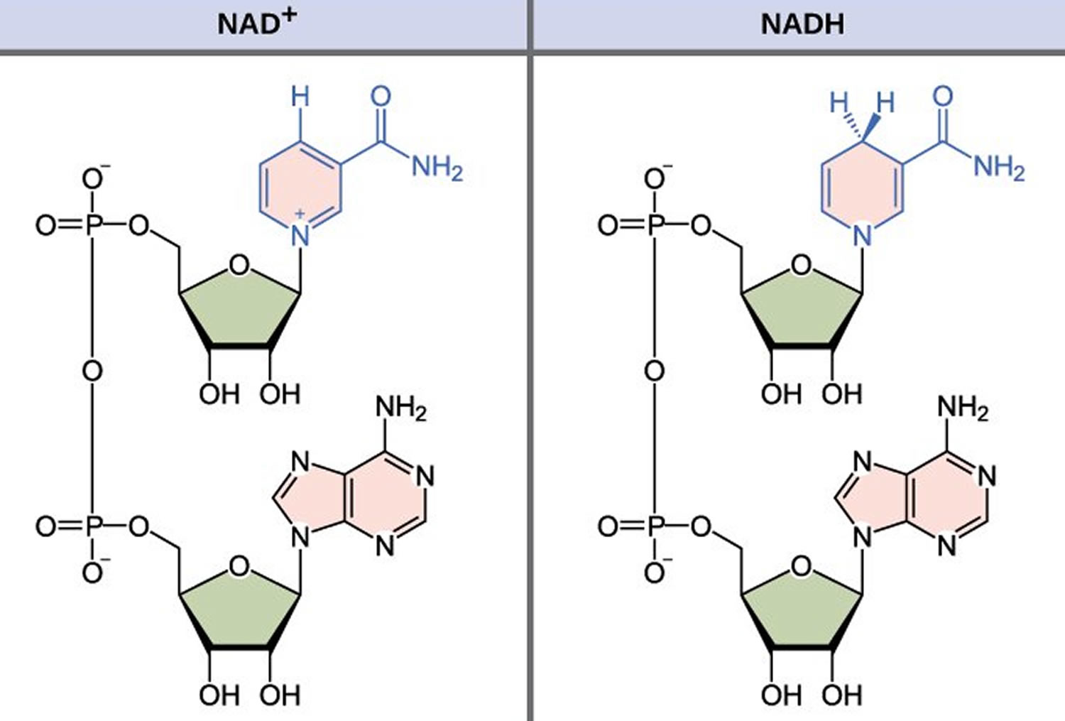 Над це. НАДН И ФАД. НАДН формула структурная. NADH биохимия. Никотинамид аденин динуклеотид.