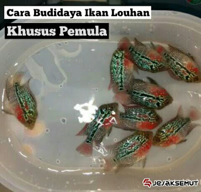 cara budidaya ikan louhan