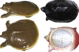 The Amazing Of Health Benefits of Meat Bulus for Beauty - Healthy T1ps The Amazing Of Health Benefits of Meat Bulus for Beauty - Healthy T1ps