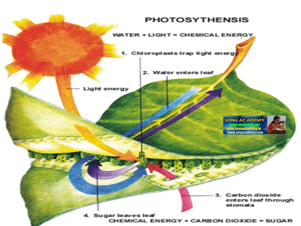SONU ACADEMY EXCRETION IN PLANTS PART1TEXT