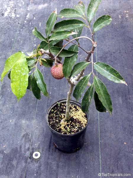 How To Grow Longan Tree Growing Kohala In Container How To Grow Longan Tree Growing Kohala In Container