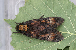 DEATHS-HEAD HAWKMOTH - SPURN