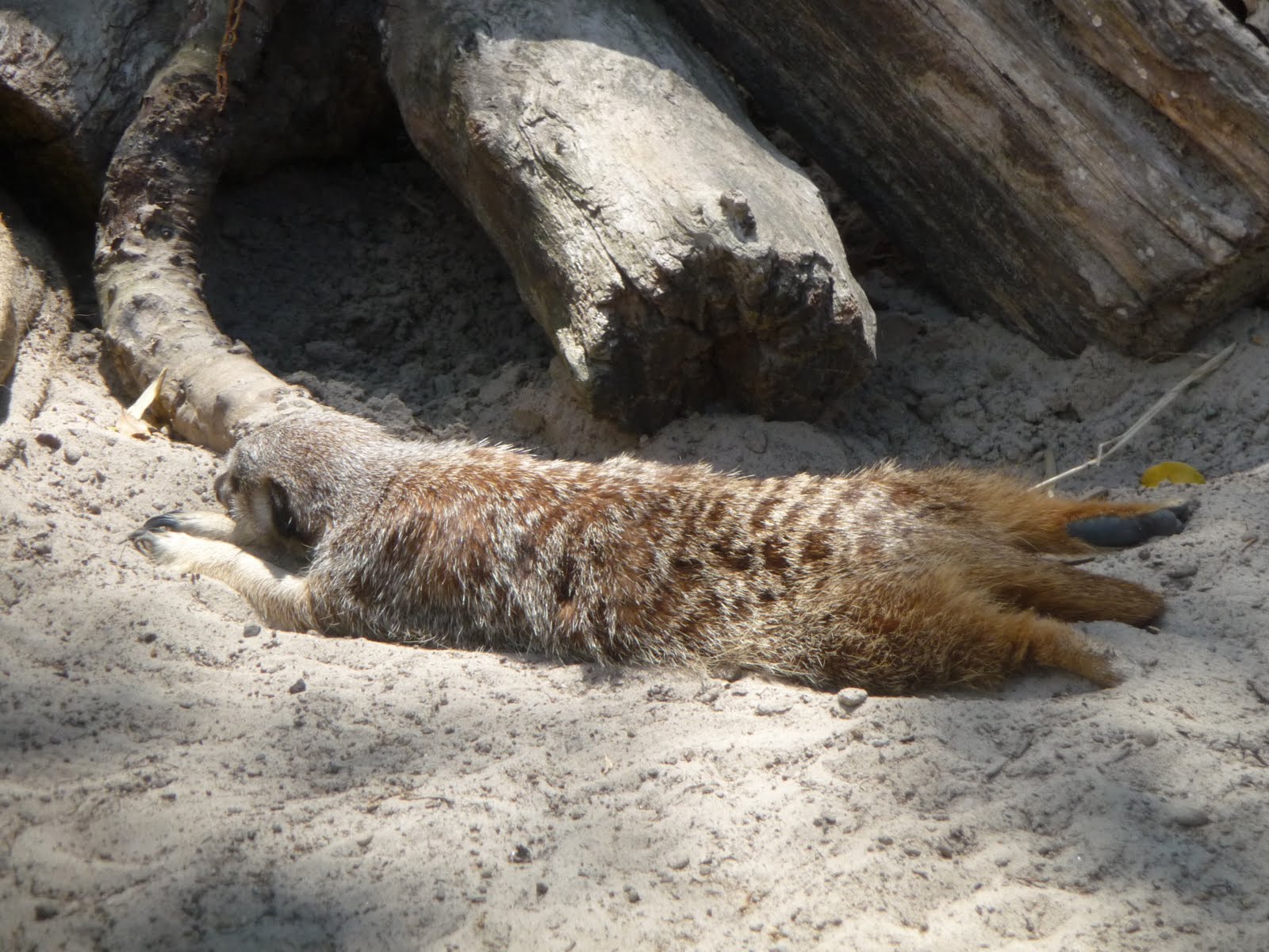 Discovering NZ Amazing Auckland Zoo!