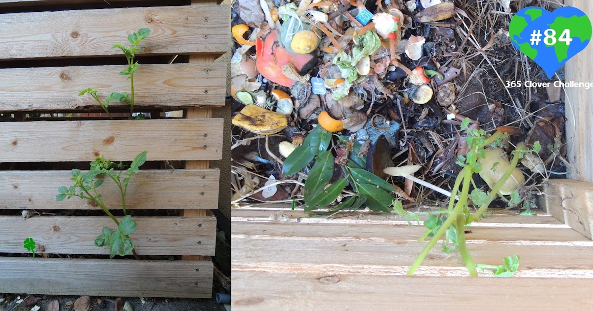 Plant growing in compost bin